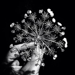 snowflake flower iphone 4S - 2014